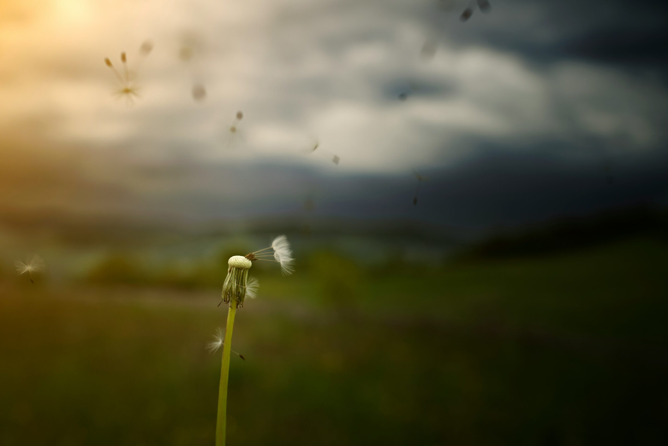Dandelion in the Wind – A Symbol of Grief, Letting Go, and Renewal A single dandelion stem stands against a dark sky as its seeds drift away in the wind, symbolizing loss, release, and quiet renewal.