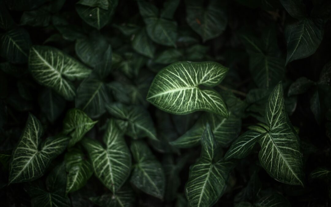 Love After Loss: When Your Heart Wants to Trust Again