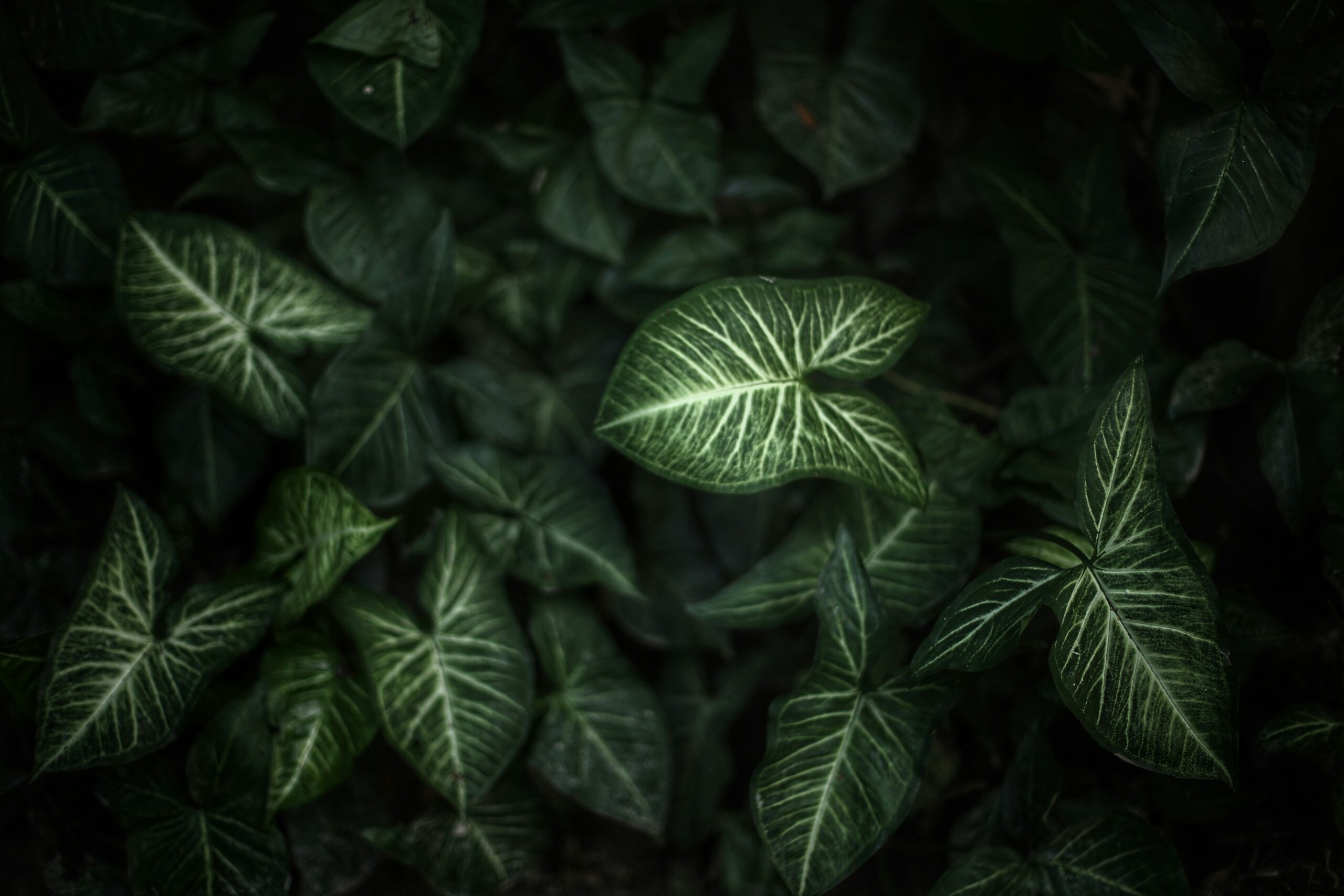 heartsprout-love-after-loss-green-leaves Dark green heart-shaped leaves with pale veins, softly lit in shadow, symbolizing quiet growth and renewal after grief.
