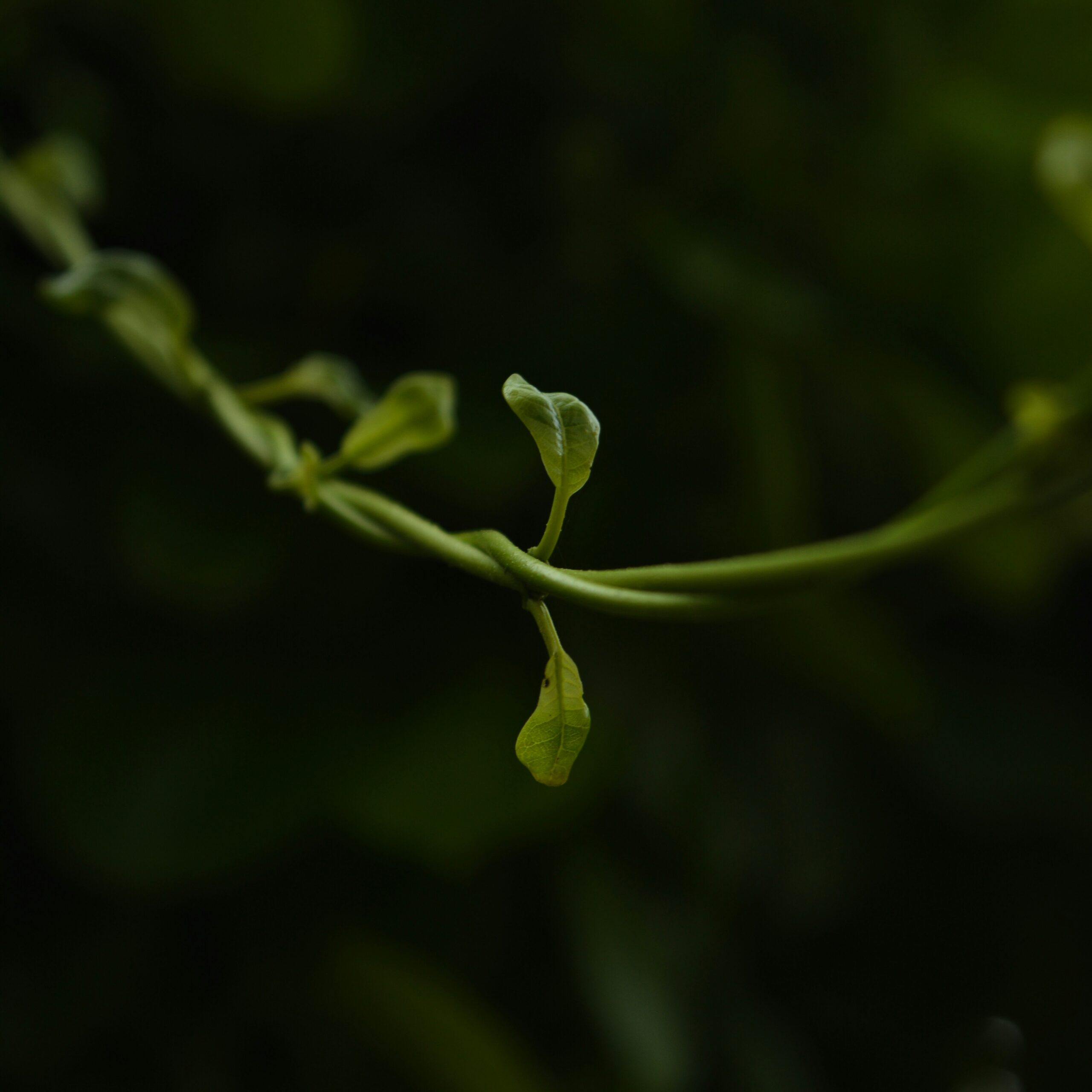 Close-up of a tender green vine unfurling new leaves, symbolizing gentle growth, resilience, and connection through grief counselling in Toronto and Vancouver at Heartsprout Therapy.