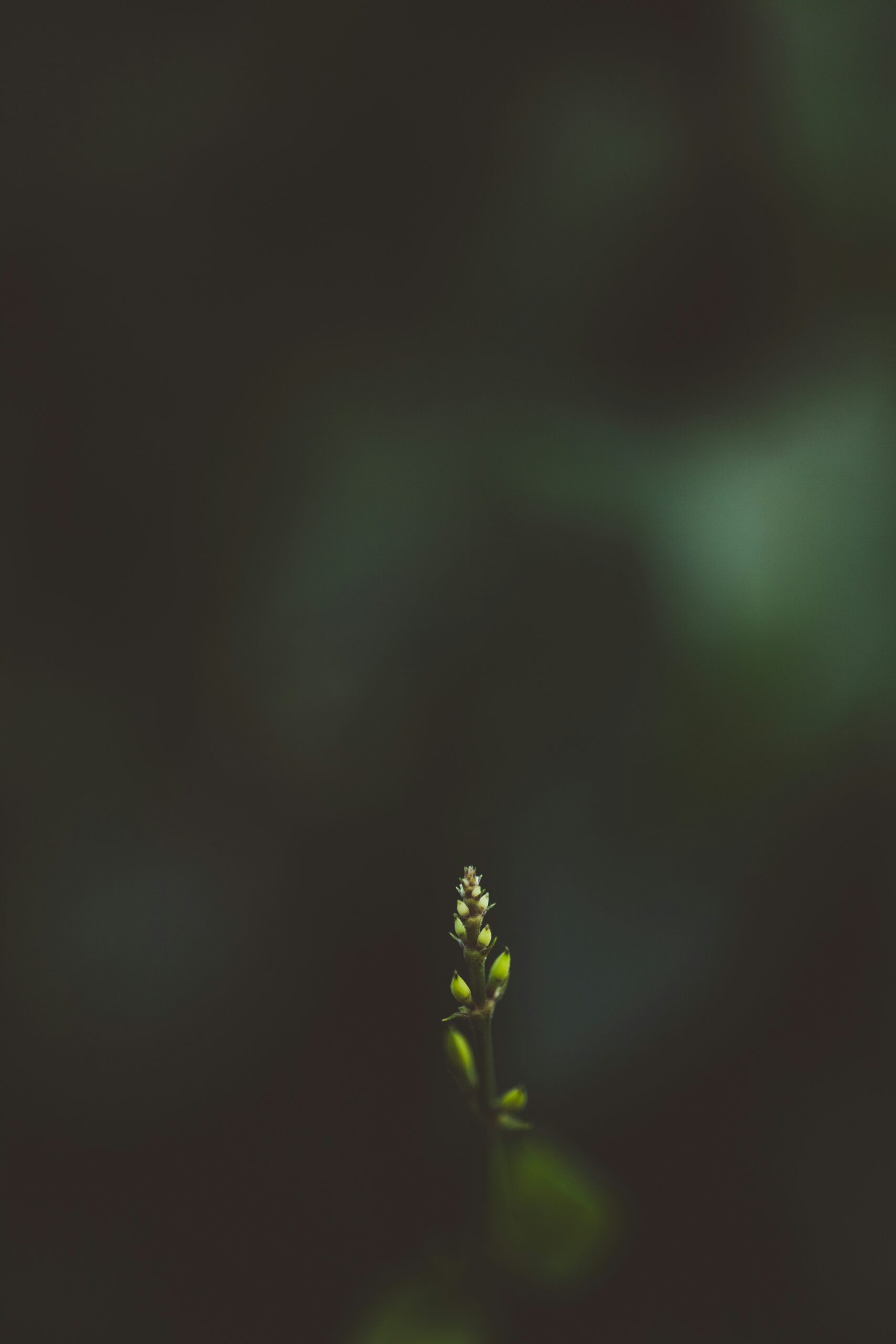 Single budding flower emerging from the darkness, symbolizing renewal and quiet strength through grief counselling in Toronto and Vancouver at Heartsprout Therapy.