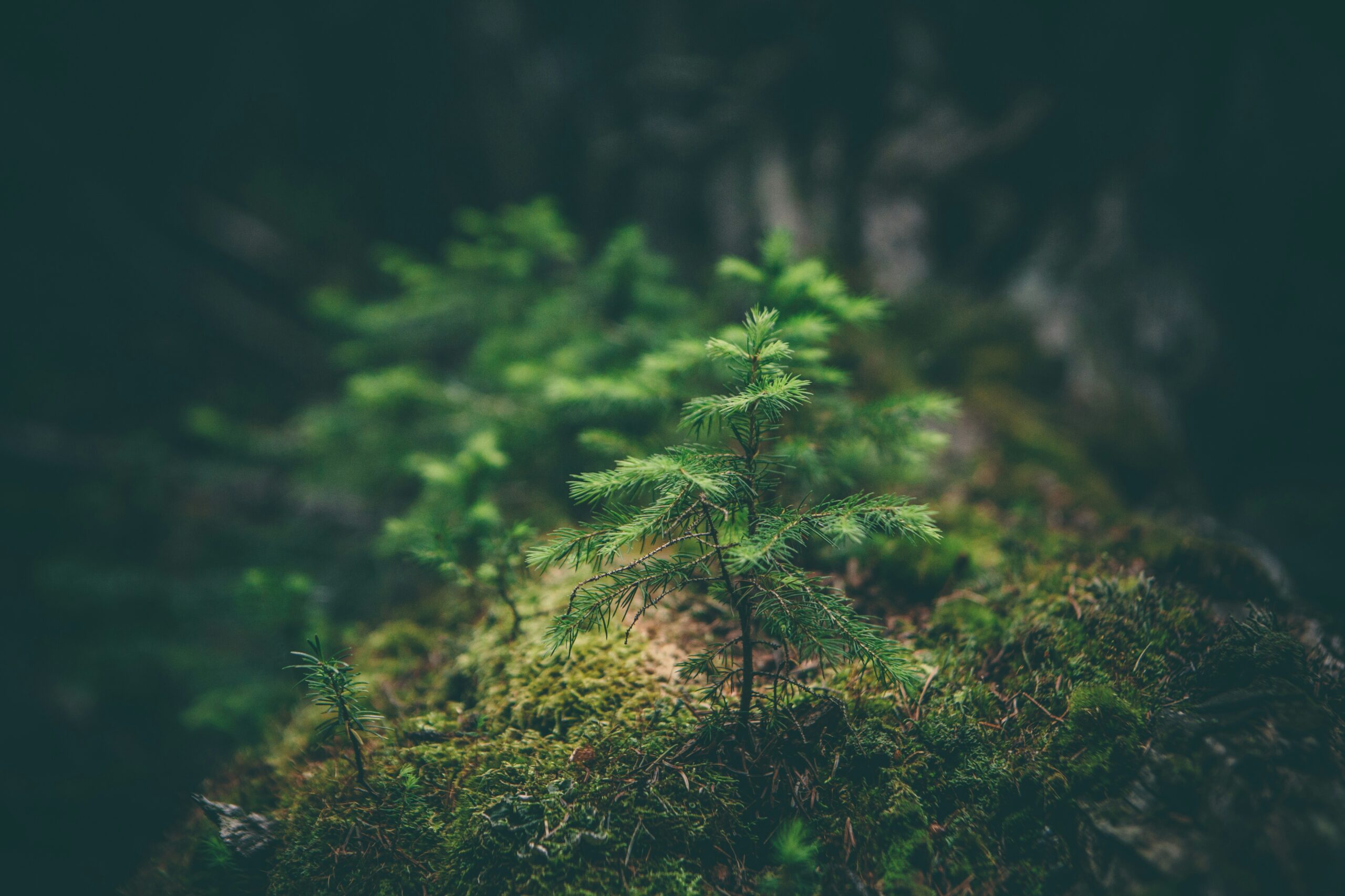 A small evergreen seedling growing from soft moss in a forest.