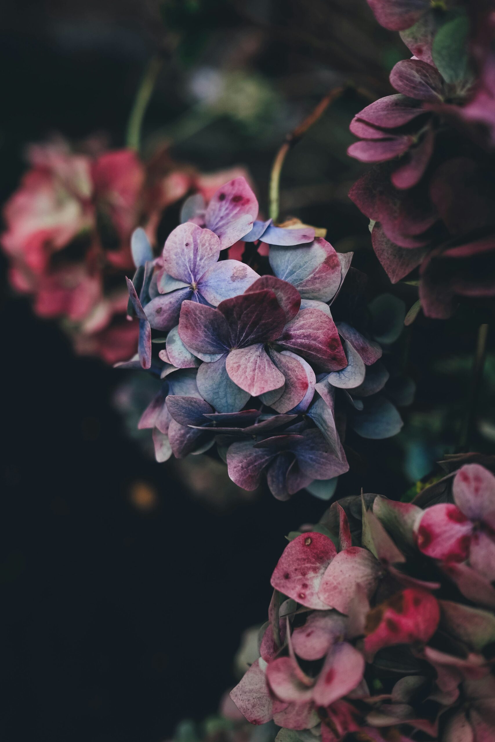 Close-up of soft pink, purple, and blue hydrangea flowers against a dark, blurred background.