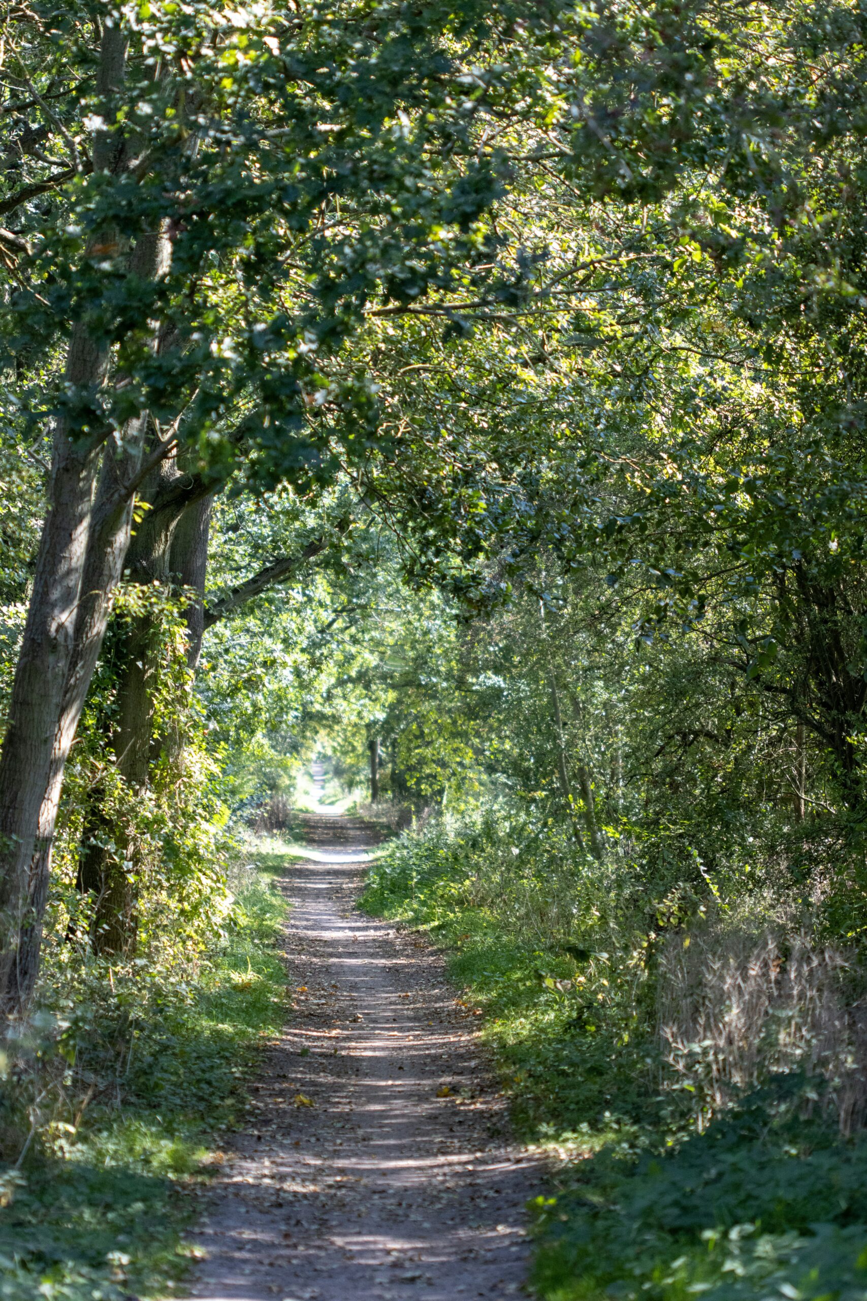 A quiet wooded path representing the process of rebuilding self-trust and coming back to the truth.
